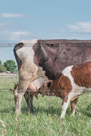 The calf sucks milk from the nipple of the cow's udder. Стоковое фото, фотограф Ирина Кононова / Фотобанк Лори