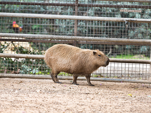 The capybara at the zoo. Стоковое фото, фотограф Наталья Волкова / Фотобанк Лори