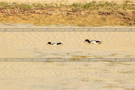 The common shelduck (Tadorna tadorna) is a waterfowl species of the shelduck genus, Tadorna. Стоковое фото, фотограф Ольга Гордеева / Фотобанк Лори