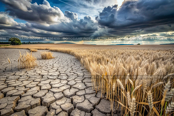 The concept of global warming on planet Earth. Dry and cracked earth and a field of wheat. The farmer's wheat crop is dead, dead, withered. The effects of climate change. Стоковое AI-изображение, AI-художник Photojuli / Фотобанк Лори