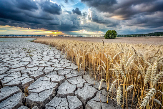 The concept of global warming on planet Earth. Dry and cracked earth and a field of wheat. The farmer's wheat crop is dead, dead, withered. The effects of climate change. Стоковое AI-изображение, AI-художник Photojuli / Фотобанк Лори