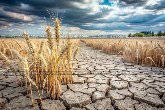 The concept of global warming on planet Earth. Dry and cracked earth and a field of wheat. The farmer's wheat crop is dead, dead, withered. The effects of climate change. Стоковое AI-изображение, AI-художник Photojuli / Фотобанк Лори