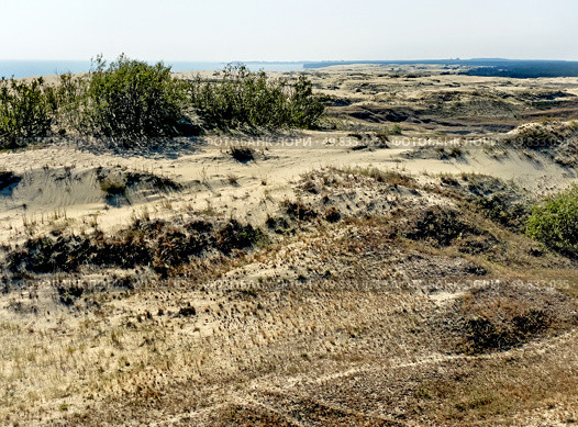 The Courish Split or Curonian Spit, Kaliningrad region, Russia (2024 год). Редакционное фото, фотограф Татьяна Кахилл / Фотобанк Лори