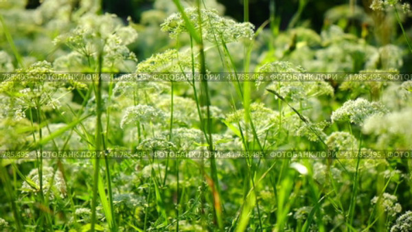The cow parsley, Anthriscus sylvestris, is an umbelliferous plant. The wild chervil grow in meadow. Kupyr on a summer day, close-up, side view. White flowers on a green background. Стоковое видео, видеограф Марина Демидюк / Фотобанк Лори