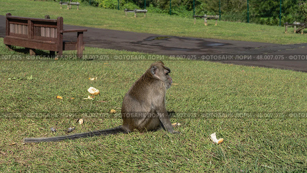 The crab-eating monkey macaca fascicularis is sitting on the green grass of the lawn. The tail is spread out. Pieces of bread are scattered nearby. A wooden bench on the side of the footpath. (2024 год). Стоковое фото, фотограф Вера Ивановна Кубарева / Фотобанк Лори