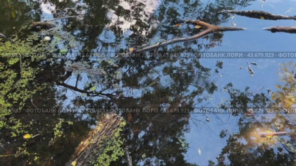 The dark surface of the old pond is covered with branches and water greenery. Стоковое видео, видеограф Ярославский Максим / Фотобанк Лори