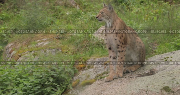 The Eurasian lynx (Lynx lynx) in the forest. Стоковое видео, видеограф Андрей Армягов / Фотобанк Лори