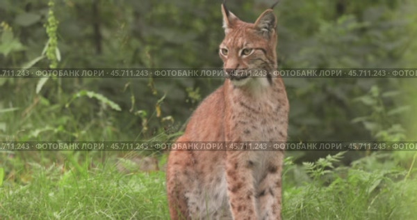 The Eurasian lynx (Lynx lynx) in the forest. Стоковое видео, видеограф Андрей Армягов / Фотобанк Лори