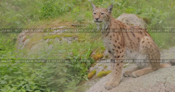 The Eurasian lynx (Lynx lynx) in the forest. Стоковое видео, видеограф Андрей Армягов / Фотобанк Лори