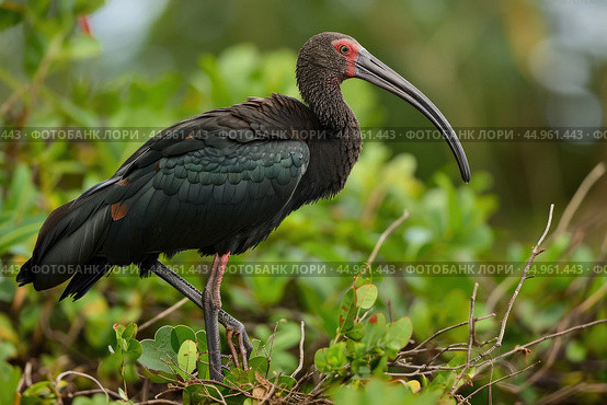The exquisite details of the Northern Bald Ibis. Стоковое AI-изображение, AI-художник Veniamin Kraskov / Фотобанк Лори