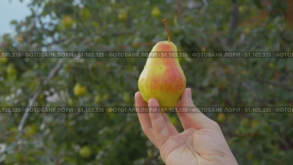 The farmer holds a ripe pear in his hand, which is covered with blush. The pear tree is depicted against the background of his garden, where fruit-bearing trees grow. Стоковое видео, видеограф Strunov David / Фотобанк Лори