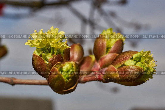 The flower buds of the holly maple are blooming (lat. Acer platanoides). Holly maple is a woody plant species of the genus Maple (Acer) of the Sapindaceae family. Стоковое фото, фотограф Андрей Жигальцов / Фотобанк Лори