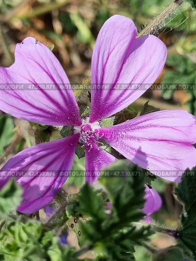 The flower of the mallow (Mallow woodland) is a wild plant from the mallow family. The flower has five petals of a soft purple hue with dark purple veins, which create a sense of depth and texture. In the center are anthers with pollen, some of which has already fallen off. The petals are slightly velvety, and the flower itself looks directly into the lens, which gives the photo a sense of closeness to nature. In the background are soft greenery and blurred earth, which do not distract attention from the main character. Стоковое фото, фотограф Анна Кривицкая / Фотобанк Лори