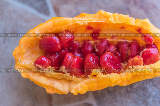 The fruit of Momordica charantia, also known as bitter melon or Indian cucumber. The fruit is cut open, revealing its distinctive bright orange skin and the juicy, deep red seeds inside. The seeds are smooth and glossy, and are tightly packed into the fruit cavity. This exotic plant is known for its medicinal properties and is used in traditional medicine and cooking, especially in Asian countries. In the background is a blurred stone or tile surface. Стоковое фото, фотограф Анна Кривицкая / Фотобанк Лори