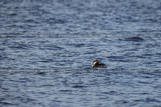 The great crested grebe gracefully floats on a tranquil lake. Стоковое фото, фотограф EugeneSergeev / Фотобанк Лори