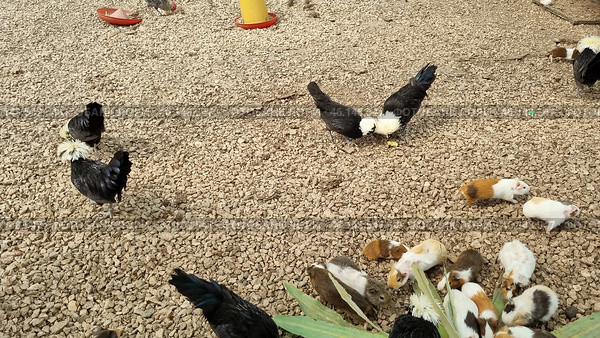The grounds of a petting zoo, presumably the Taigan Lion Park. The frame shows a variety of animals, including decorative chickens with lush white crests (a breed similar to the Polish Crested), guinea pigs of various colors, and other small animals. They are in a gravel enclosure, next to plants. Bird feeders and shelters, as well as other small birds, are visible in the background, creating a farm-like atmosphere where animals can interact freely. Стоковое фото, фотограф Анна Кривицкая / Фотобанк Лори