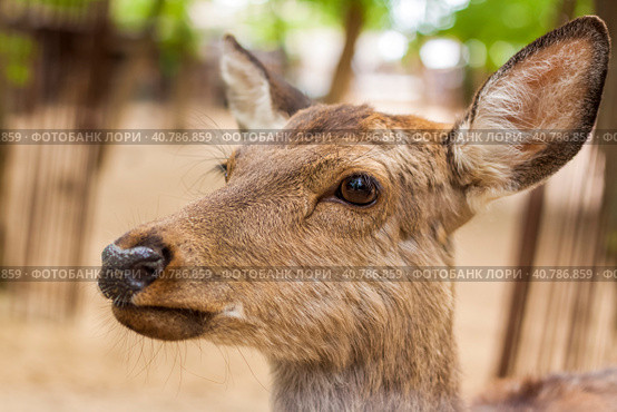 The head of an artiodactyl mammal deer. A young deer in a pen. Стоковое фото, фотограф Алина Лебедь / Фотобанк Лори
