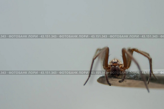 The house spider Tegenaria domestica is a species of spider from the funnel web family (Agelenidae), a close relative of the American house spider Tegenaria agrestis. Стоковое фото, фотограф Evgenii Predibailo / Фотобанк Лори