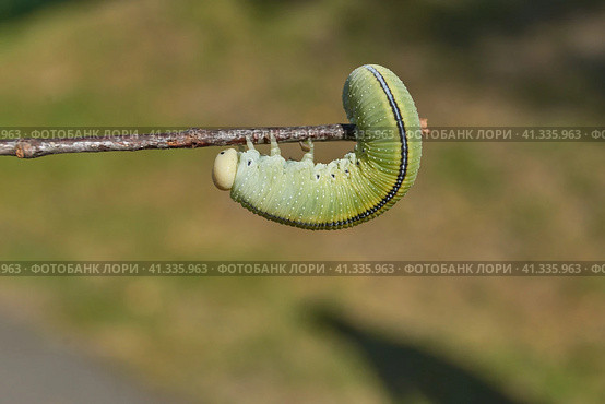The large birch sawfly, or birch leaf–gnawer (Lat. Cimbex femoratus). The larva is very similar to a butterfly caterpillar (false caterpillar). It feeds exclusively on birch leaves. Стоковое фото, фотограф Андрей Жигальцов / Фотобанк Лори