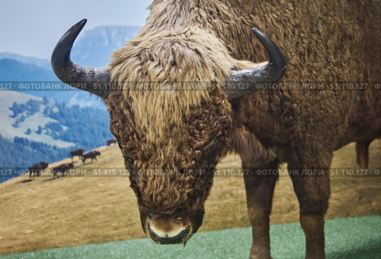 The muzzle of a mountain bison, a specially protected animal from the red book. Стоковое фото, фотограф Наталия Кирсанова / Фотобанк Лори