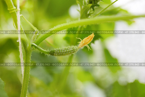 The ovary of a small cucumber grows in a greenhouse. Стоковое фото, фотограф Виктория Тельминова / Фотобанк Лори