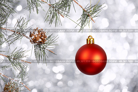 The red ball hangs on a pine branch on a silvery background. Christmas ornaments. Стоковое фото, агентство Ingram Publishing / Фотобанк Лори
