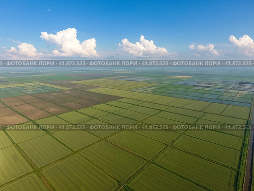 The rice fields are flooded with water. Flooded rice paddies. Agronomic methods of growing rice in the fields. Стоковое фото, фотограф Леонид Еремейчук / Фотобанк Лори