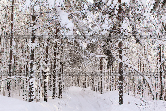 The road in wood in snow in winter day. Стоковое фото, фотограф Елена Зинина / Фотобанк Лори