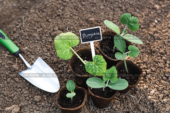 The shoulder blade and pumpkin seedlings are planted in the ground. The concept of spring planting of vegetables and farming. A sign with the inscription pumpkin. Стоковое фото, фотограф Photojuli / Фотобанк Лори
