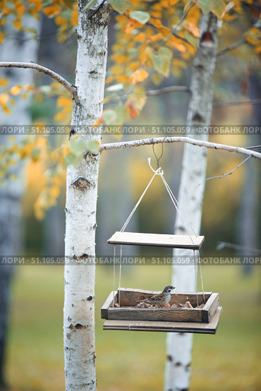 The sparrow bird is sitting in the feeder. The time of the year is autumn. Taking care of animals and birds in the cold season. Стоковое фото, фотограф Наталия Кирсанова / Фотобанк Лори