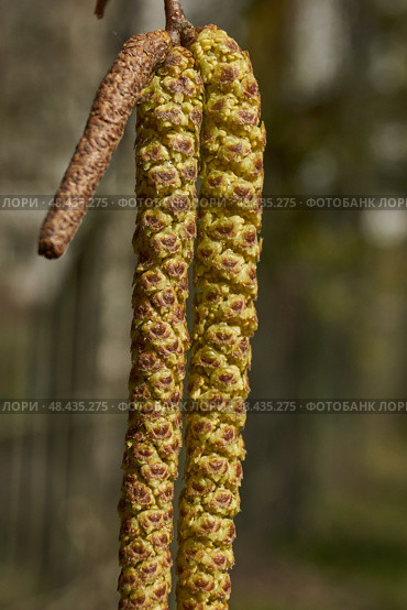 The stamen earrings of the birch bloomed in early spring before the leaves appeared. Стоковое фото, фотограф Андрей Жигальцов / Фотобанк Лори