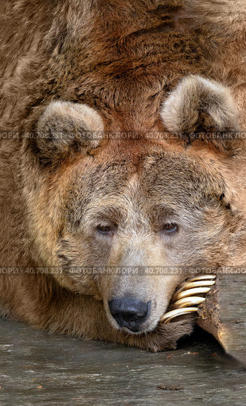 The Tien Shan brown white-clawed bear put its muzzle on its paw. The animal is resting. Close-up portrait of a bear. Стоковое фото, фотограф Бузмакова Светлана / Фотобанк Лори