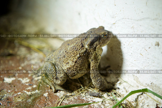 The toad is sitting on the surface. The study of amphibian animals. Fauna and zoology. Стоковое фото, фотограф Наталия Кирсанова / Фотобанк Лори