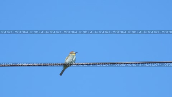 The wild bird Merops apiaster sits on an electric wire against the background of a clear blue sky. Стоковое видео, видеограф Александр Прошкин / Фотобанк Лори