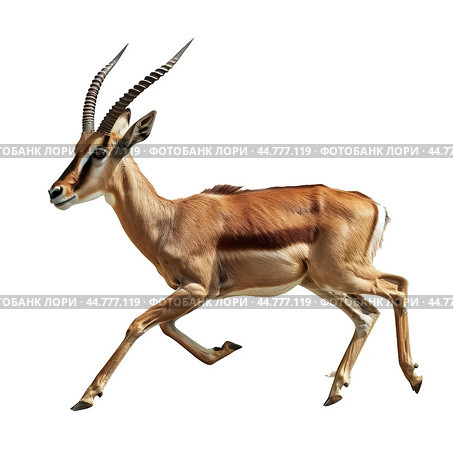 Thomson's gazelle running isolated on white background. Стоковое AI-изображение, AI-художник Иван Рябоконь / Фотобанк Лори