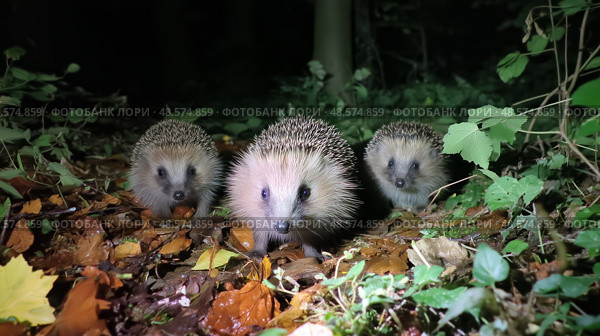 Three hedgehogs foraging together on a forest floor during a moonlit night in autumn. Стоковое AI-изображение, AI-художник Сергей Толмачёв / Фотобанк Лори