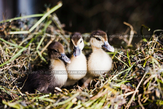 three mallard ducklings grass. Стоковое фото, агентство Ingram Publishing / Фотобанк Лори