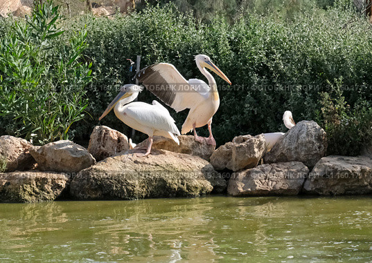 Three Pelicans on the shore of a pond (Lat.- Pelecanus) Стоковое фото, фотограф Irina Opachevsky / Фотобанк Лори