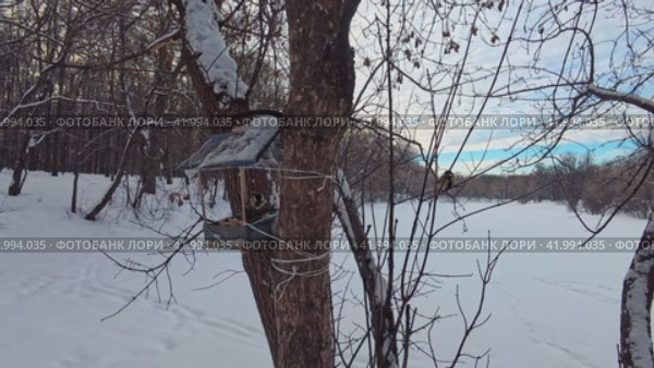 Three tits fly up to the feeder and take bread crumbs and seeds in the winter park. Slow motion. Стоковое видео, видеограф Ярославский Максим / Фотобанк Лори