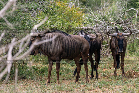 Three wildebeest in african savanna (2023 год). Стоковое фото, фотограф Екатерина Якименко / Фотобанк Лори