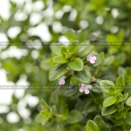 Thymus citriodorus AKA lemon thyme, isolated on white background. Стоковое фото, фотограф Tamara Kulikova / Фотобанк Лори