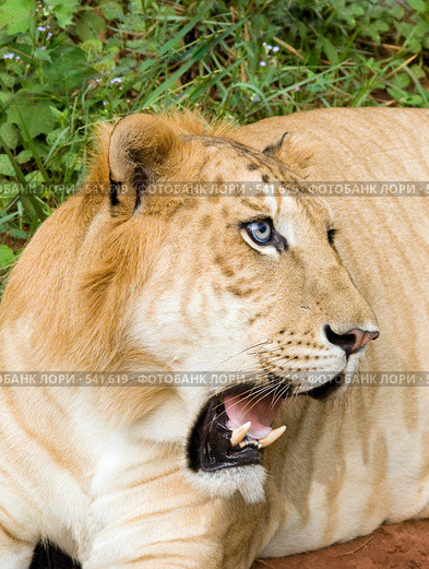 Тигролев или тигон — гибрид тигра-самца и львицы-самки (Panthera tigreo) Стоковое фото, фотограф Ирина Игумнова / Фотобанк Лори