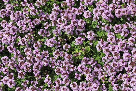 Тимьян ползучий или Чебрец (Thymus serpyllum) цветочный фон. Стоковое фото, фотограф Игорь Долгов / Фотобанк Лори