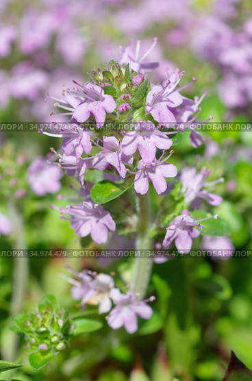 Тимьян ползучий (лат.Thymus serpyllum) крупным планом. Стоковое фото, фотограф Елена Коромыслова / Фотобанк Лори