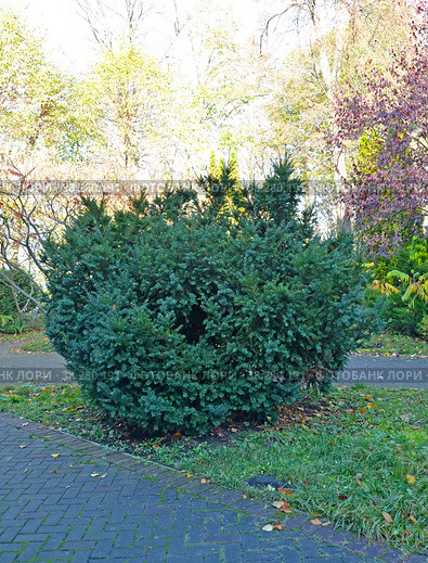 Тис ягодный (Taxus  baccata L.). Общий вид растения. Стоковое фото, фотограф Ирина Борсученко / Фотобанк Лори