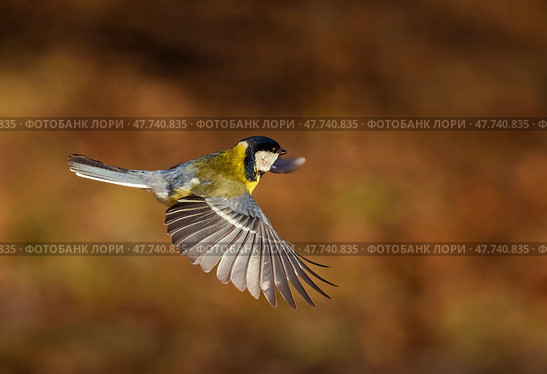 Tit bird flying in sunny garden spreading wings and feathers. Стоковое фото, фотограф Бачкова Наталья / Фотобанк Лори