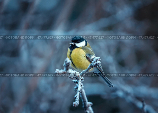 Tit bird sitting on a frost covered branch in winter garden. Стоковое фото, фотограф Бачкова Наталья / Фотобанк Лори