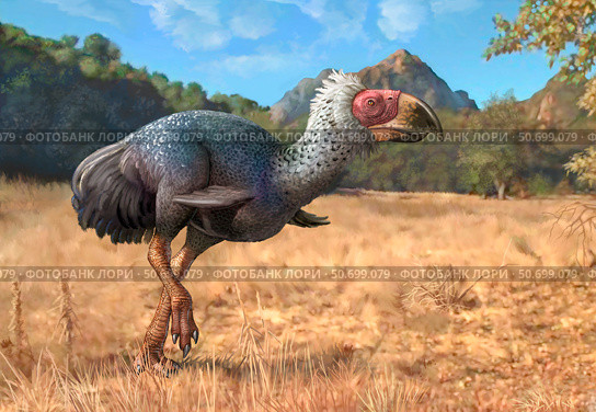 Titanis walleri, a flightless carnivorous bird from the Pleistocene epoch. Стоковое фото, фотограф Sergey Krasovskiy/Stocktrek Images / ТАСС / Фотобанк Лори