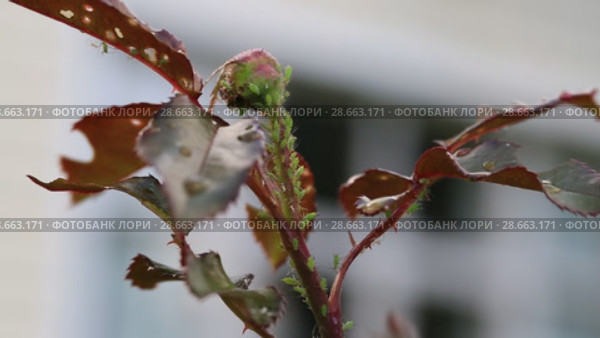 Тля на розе. Aphids on rose branch. Стоковое видео, видеограф Ольга Сейфутдинова / Фотобанк Лори