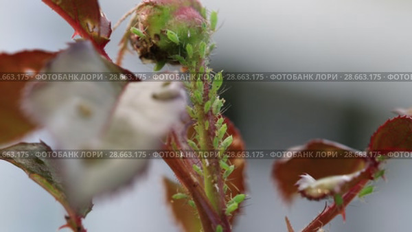 Тля на розе. Aphids on rose branch. Стоковое видео, видеограф Ольга Сейфутдинова / Фотобанк Лори